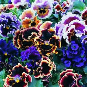 Pansy Frizzle Sizzle Mix 4 Pak