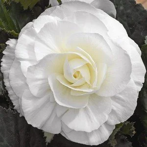 tuberous_begonia_go-go_white__54423.jpg