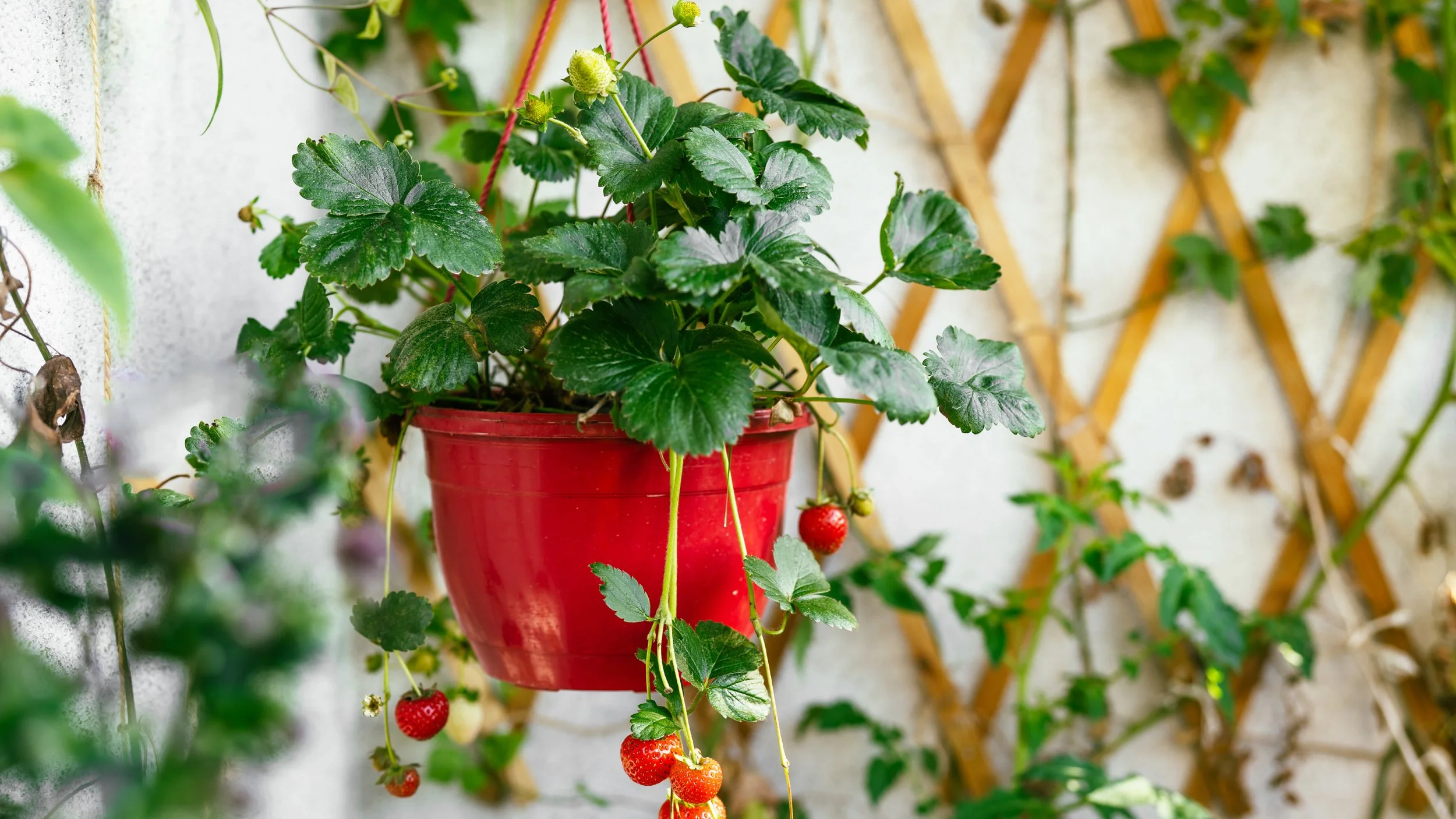 Eversweet Strawberry Hanging Basket