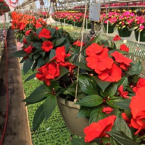 New Guinea Impatiens Magnum Red Hanging Basket