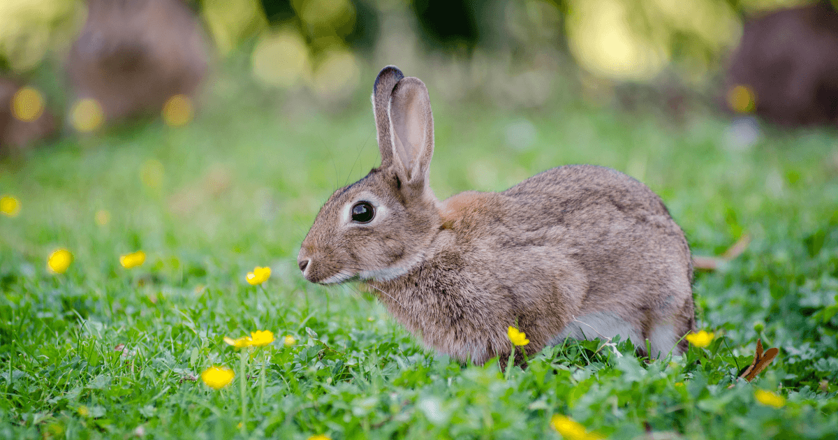 RABBIT DESTROYING YARD