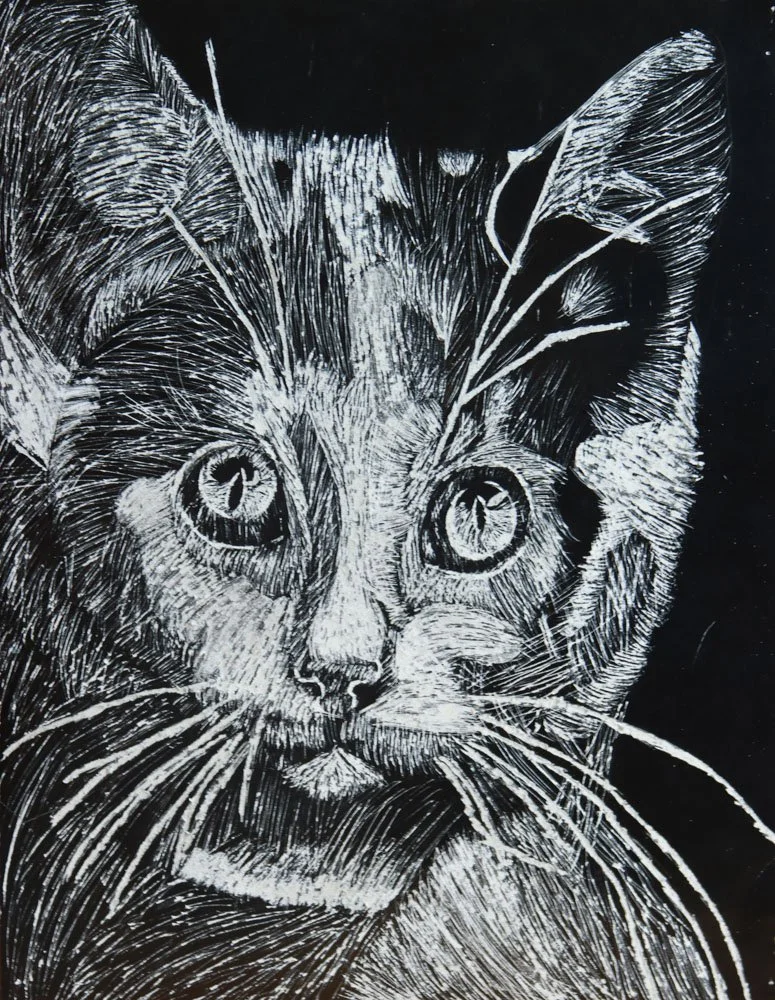 A Kitten