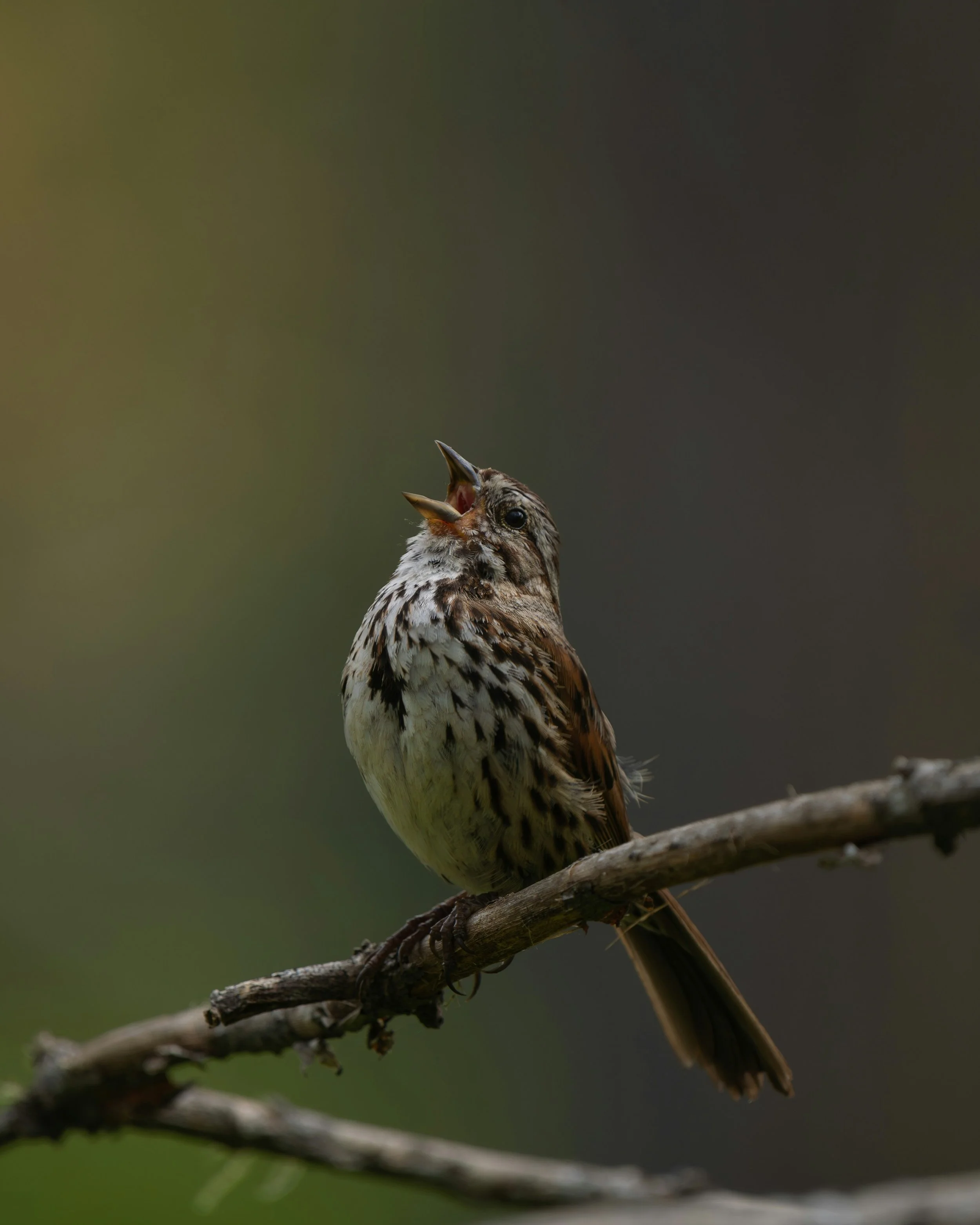 Let's Discuss - The Narrative Voice