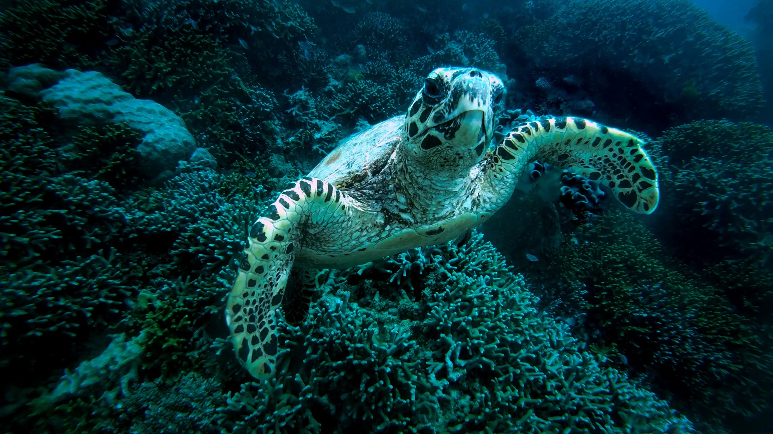 World Reef Awareness Day 