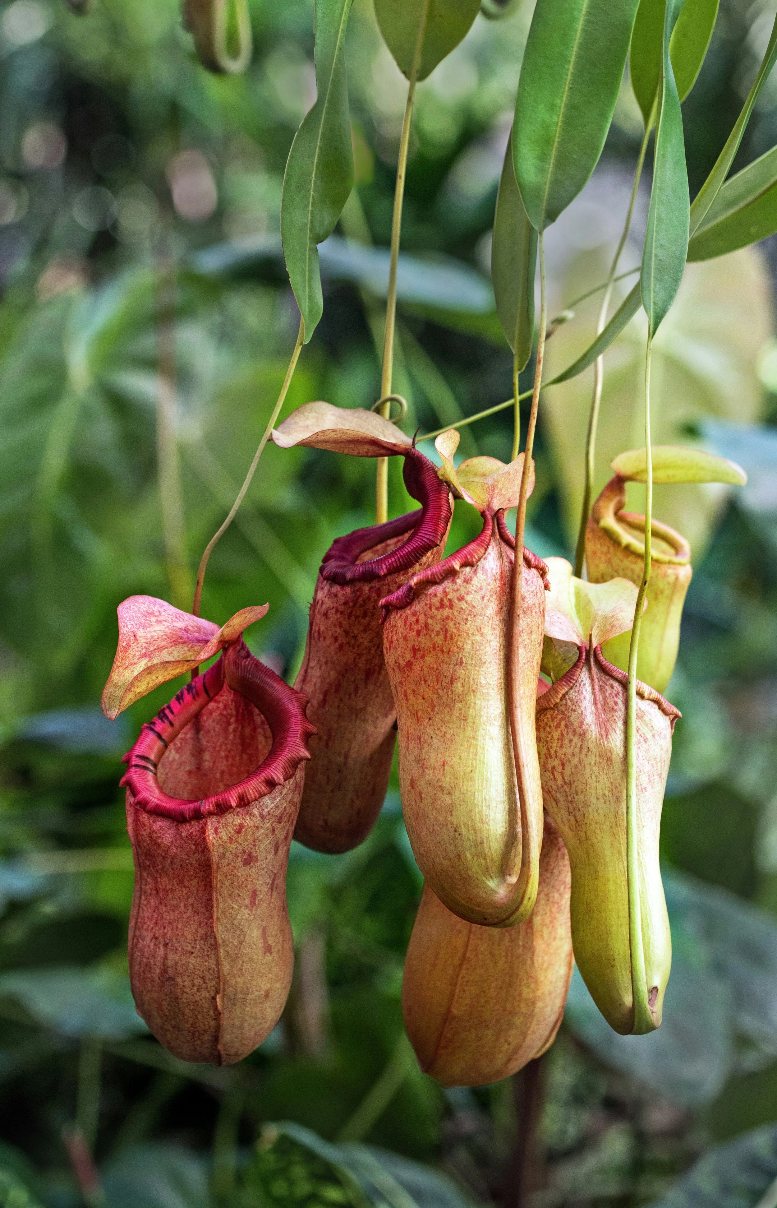 World Rainforest Day