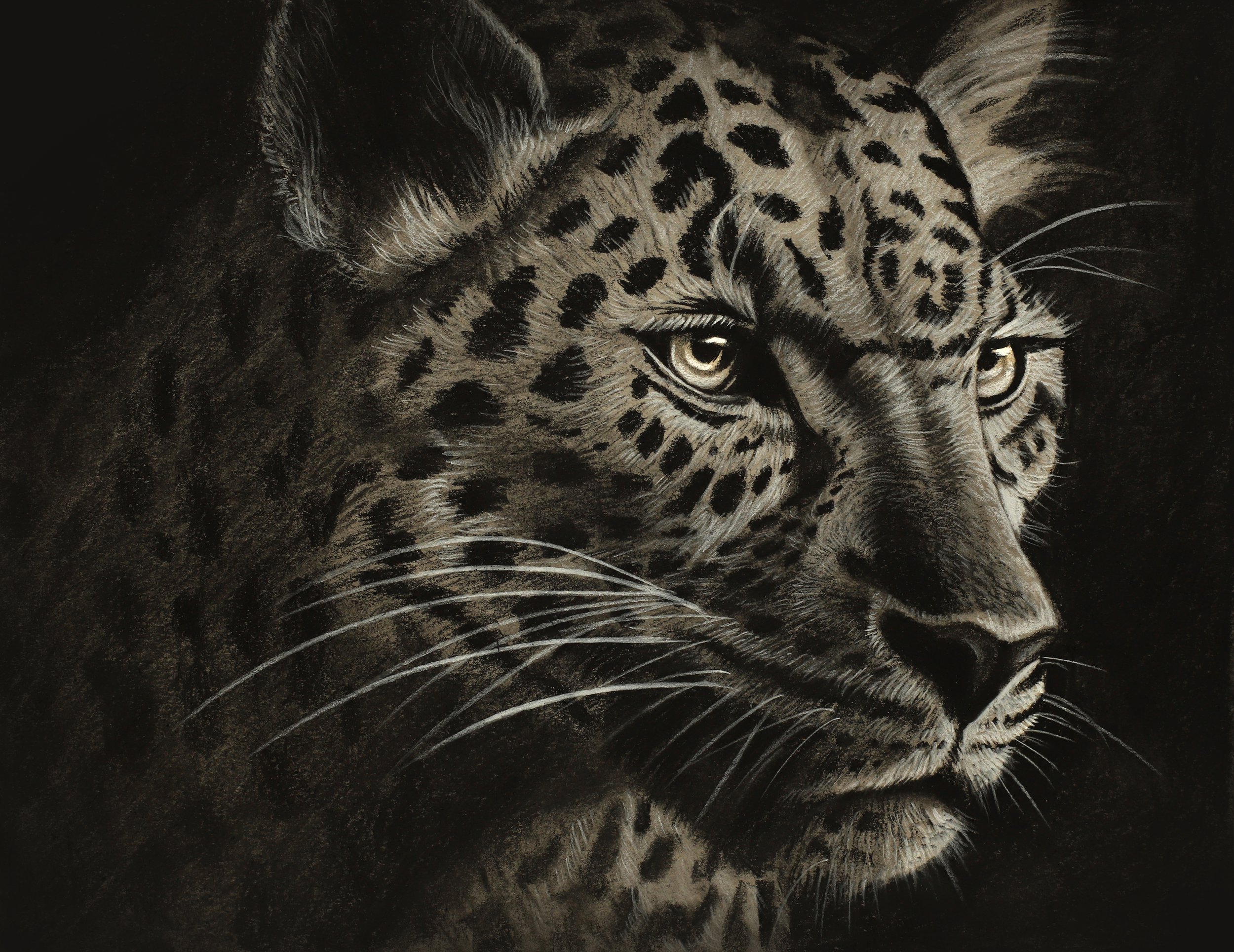549 Leopard.jpg