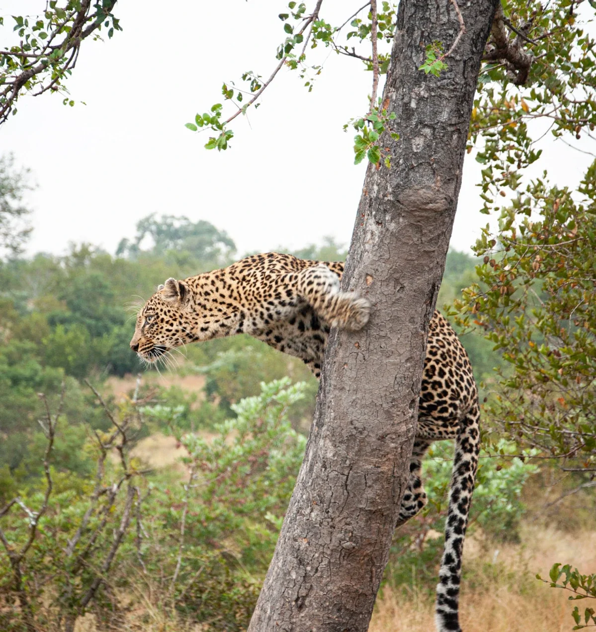 Big Five -  Safári de Luxo Africa