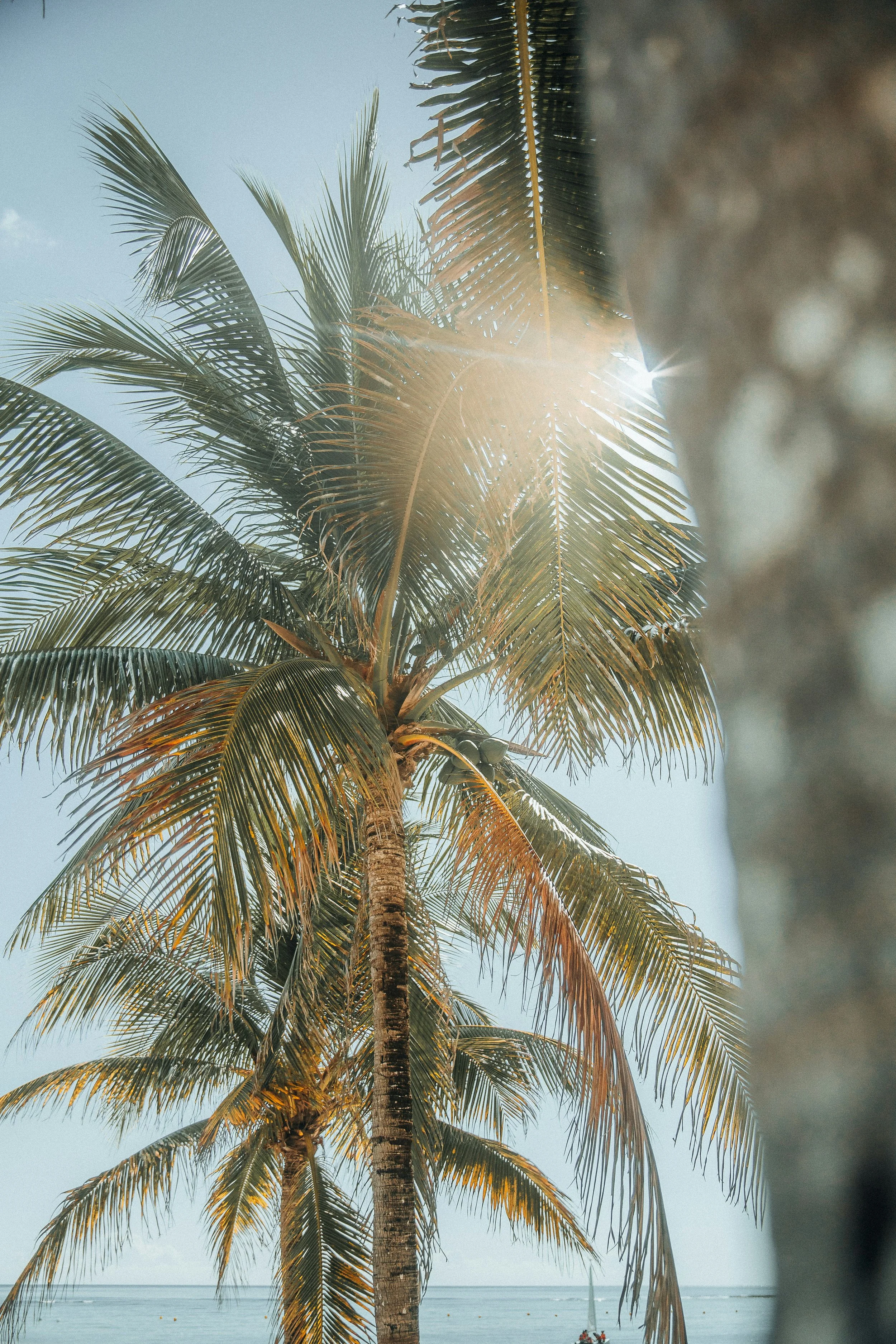 A tall palm tree with green fronds in front of a clear blue sky, sunlight shining through the leaves, and a glimpse of the ocean in the background.