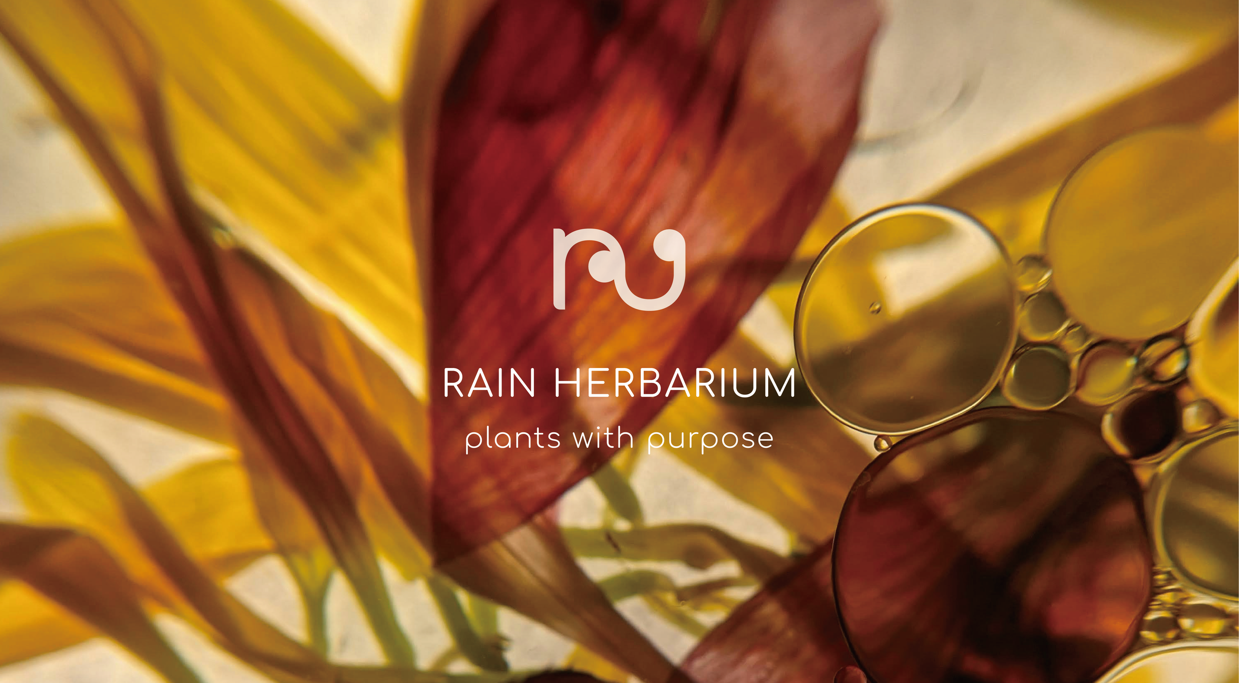 rain herbarium-04.png