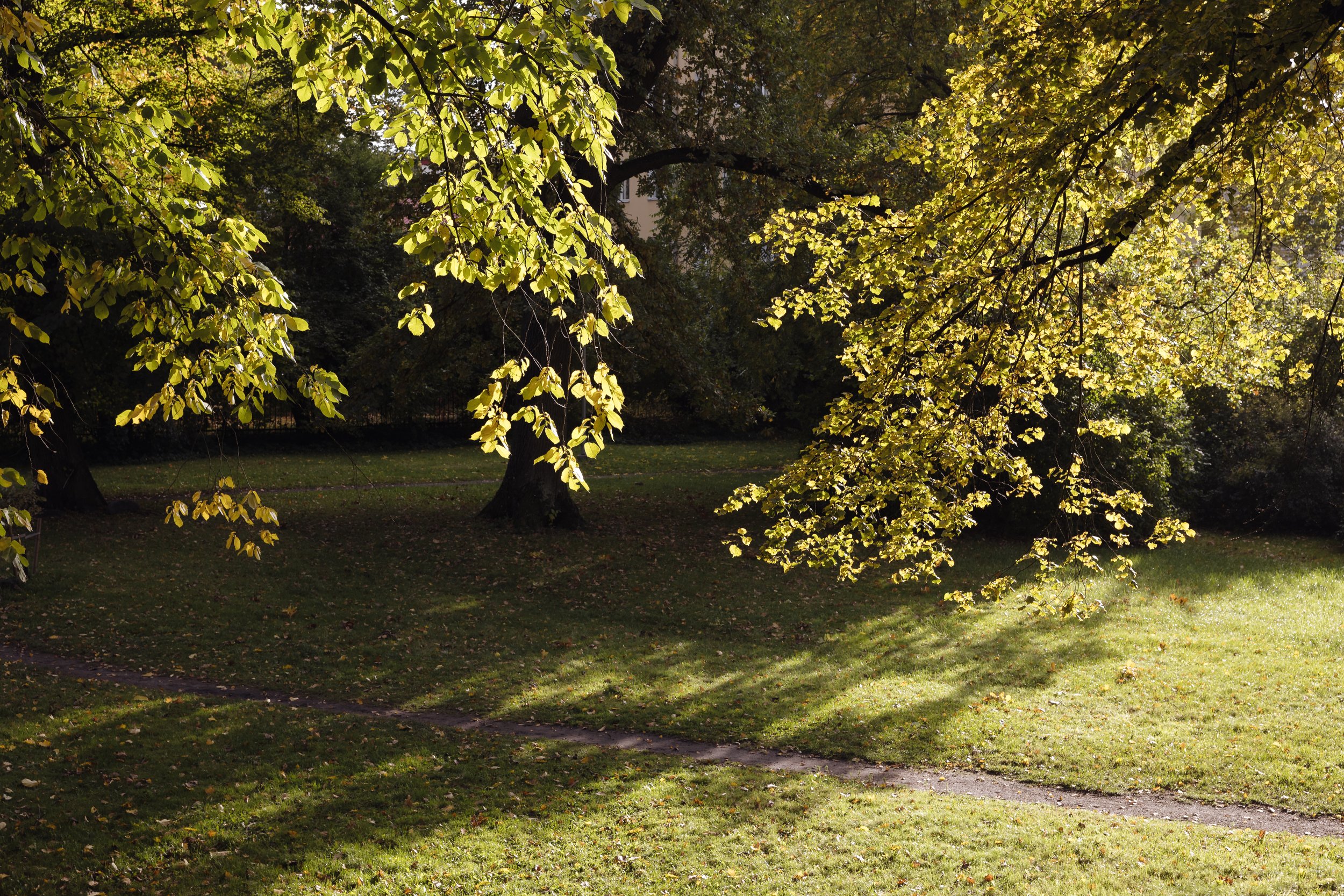 A park scene with large trees, green grass, and sunlight filtering through leaves.