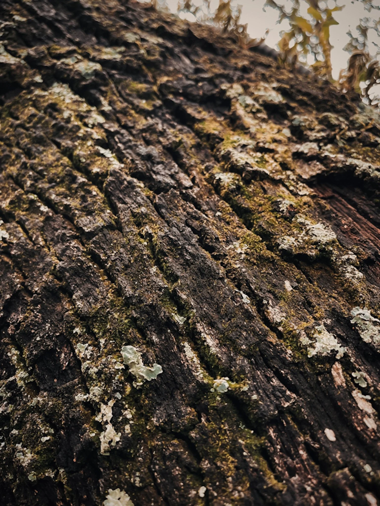 01.16.2022
Universal Islands of Adventure, Orlando, FL