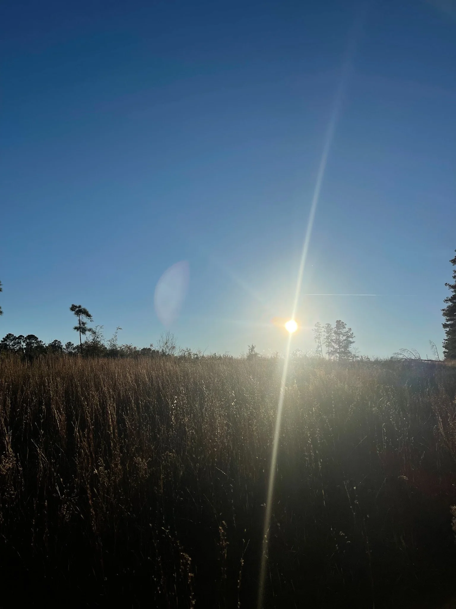 11.23.2024
Bartram trail, Milledgeville, GA