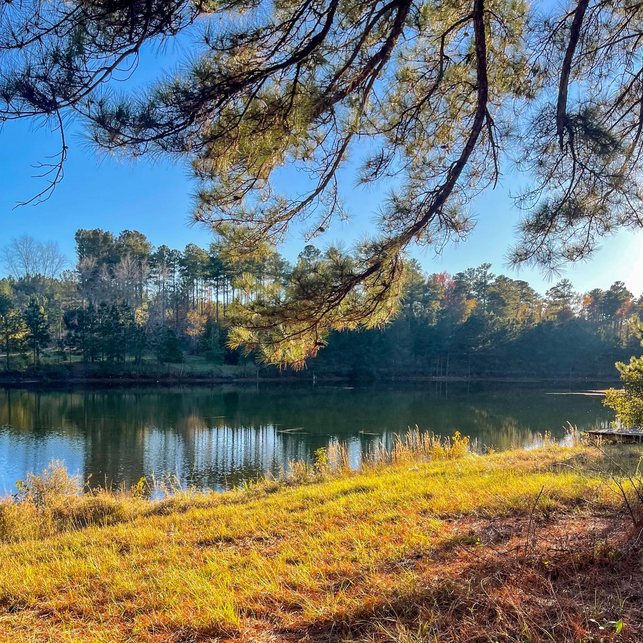 11.23.2024
Bartram trail, Milledgeville, GA