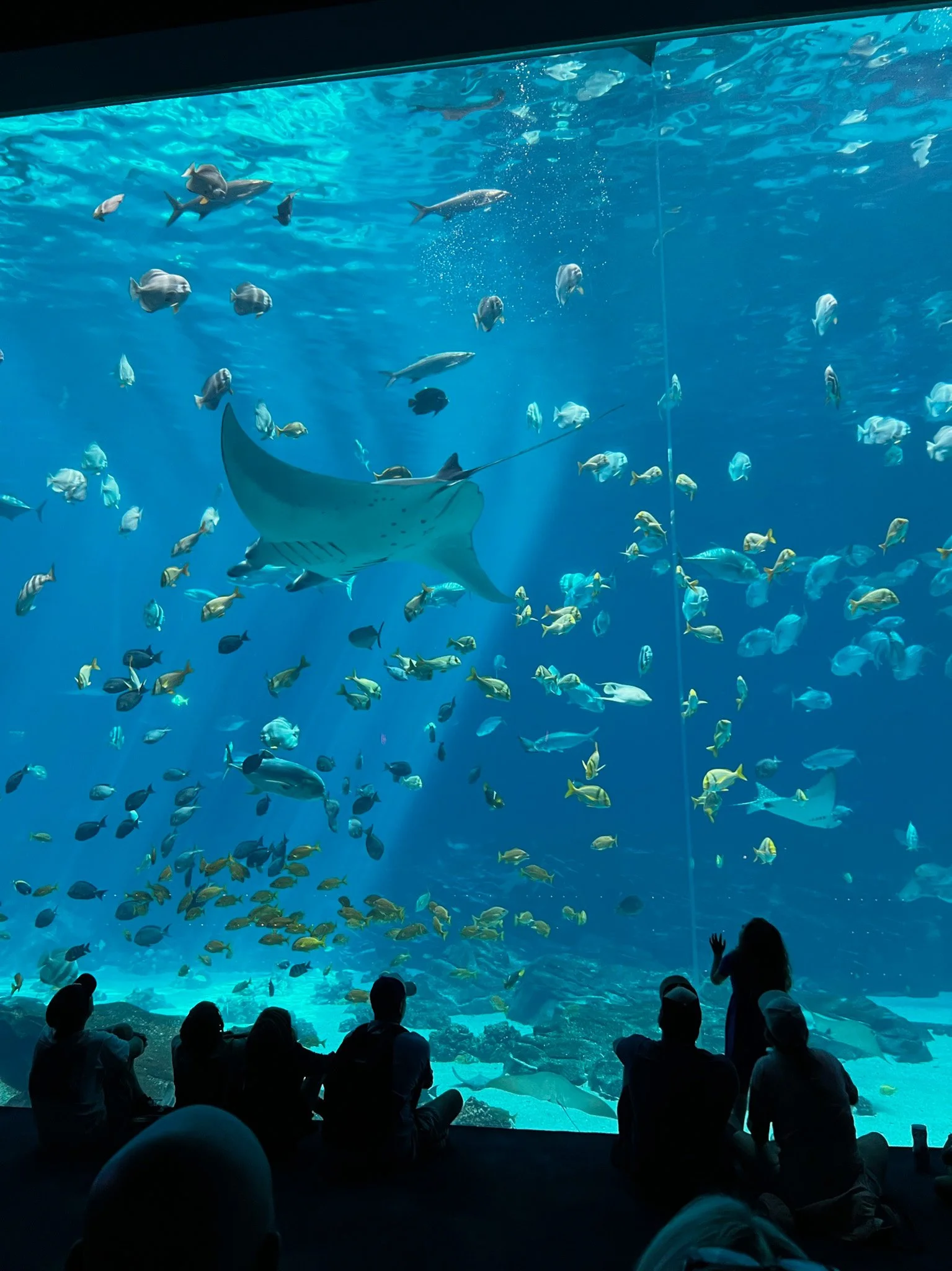 06.16.2023
Ocean Voyager Exhibit, Georgia Aquarium, Atlanta, GA