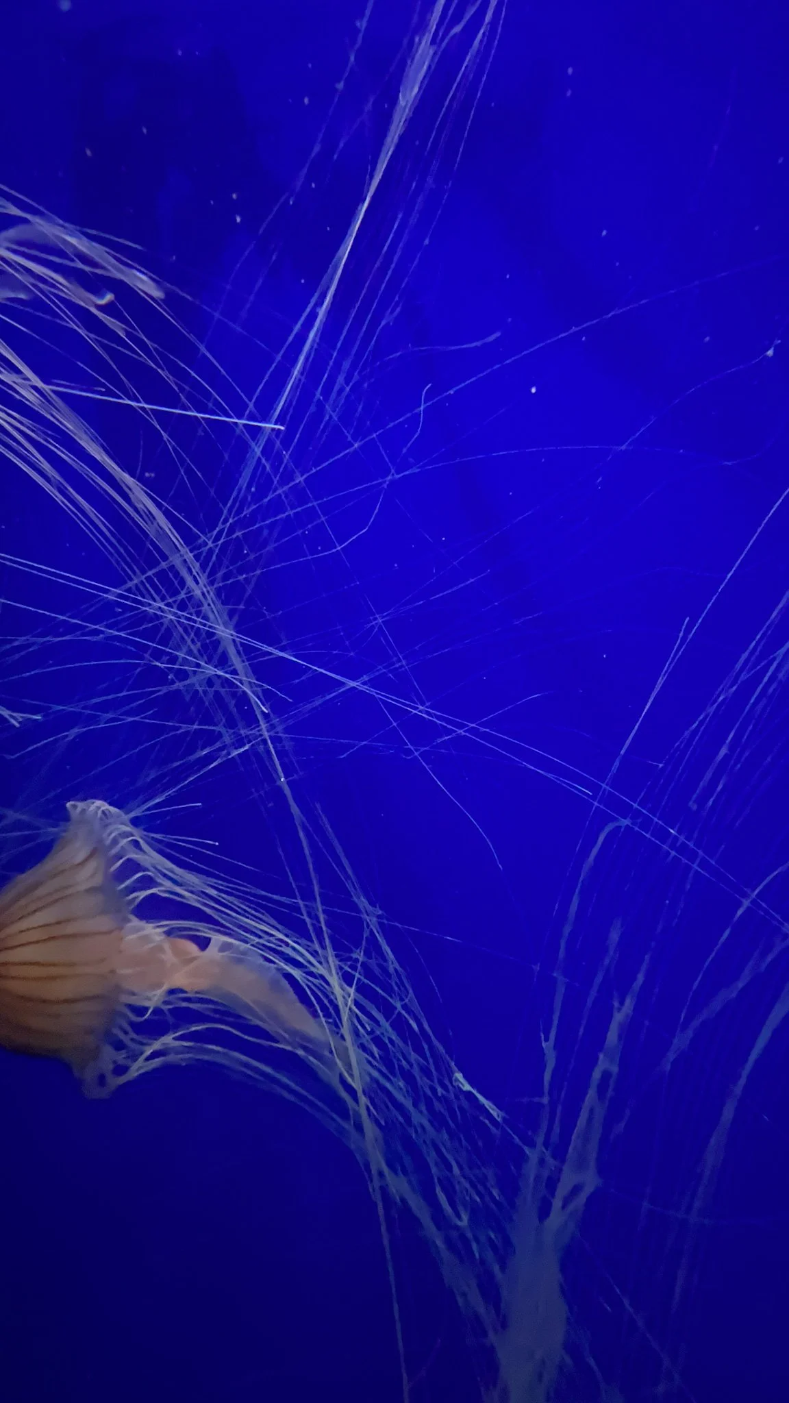 06.16.2023
Tropical Diver Gallery, Georgia Aquarium, Atlanta, GA