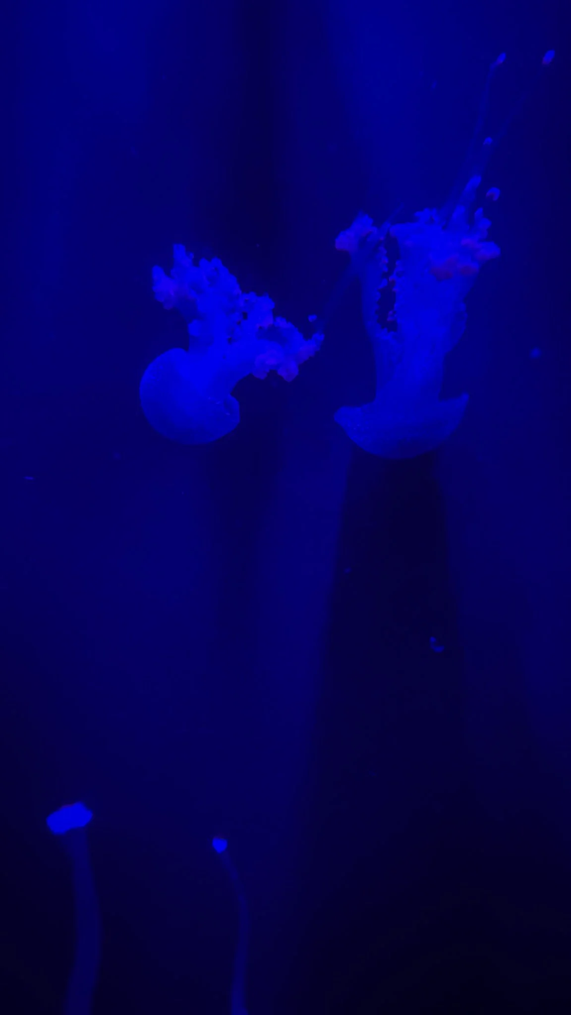 6.16.2023
Tropical Diver Gallery, Georgia Aquarium, Atlanta, GA