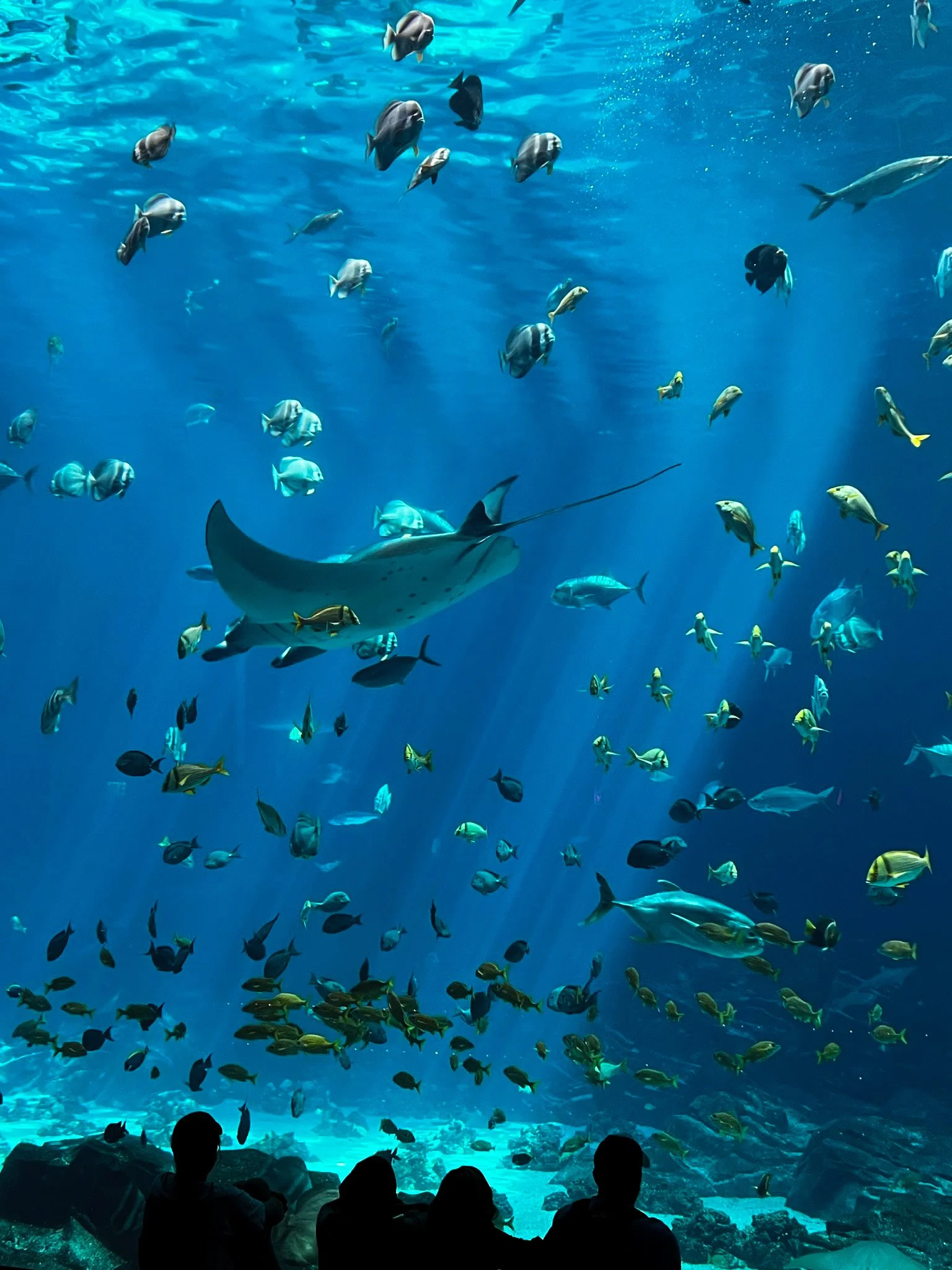 06.16.2023
Ocean Voyager Exhibit, Georgia Aquarium, Atlanta, GA