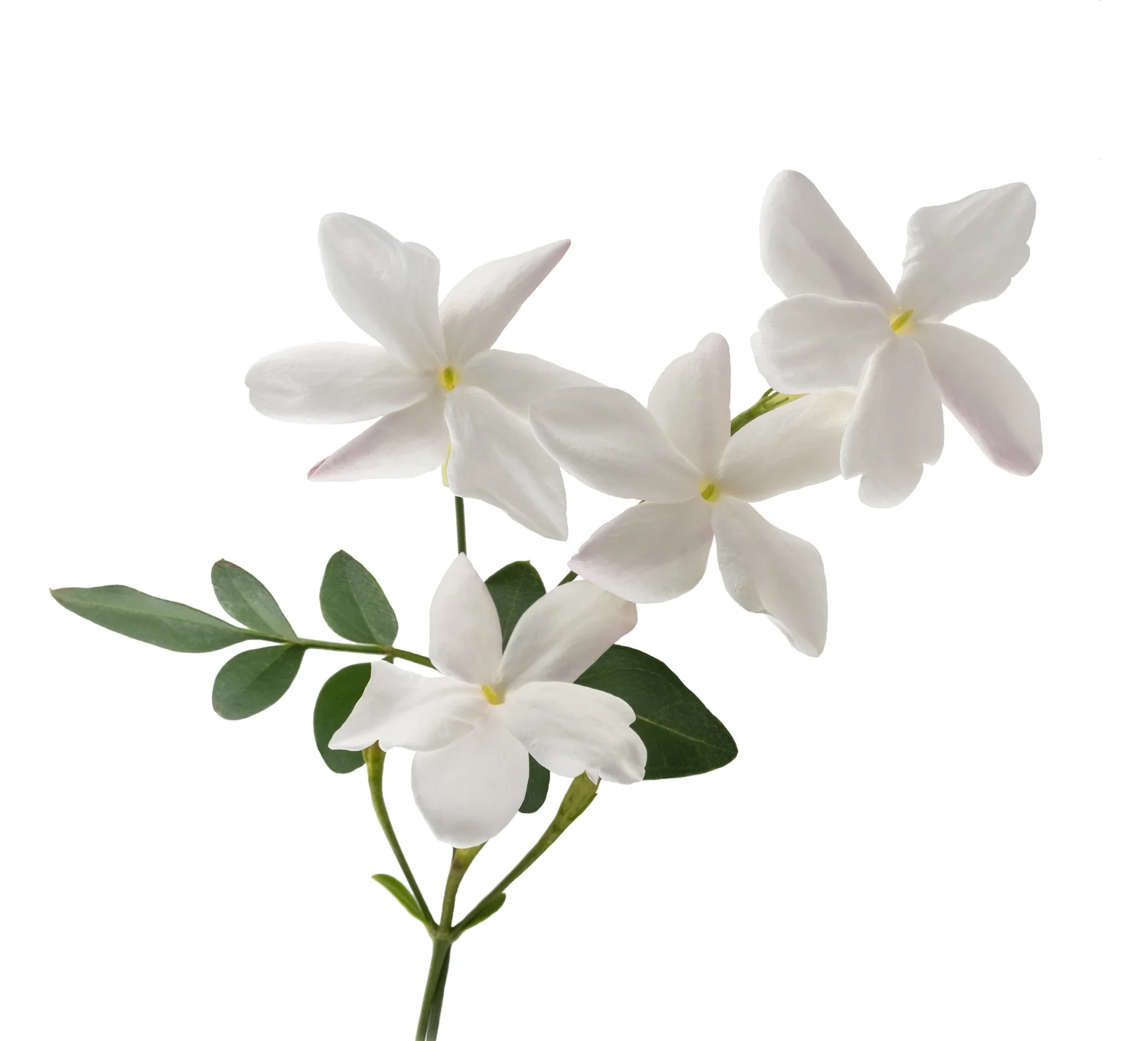 White flowers leaning towards the Shop introduction
