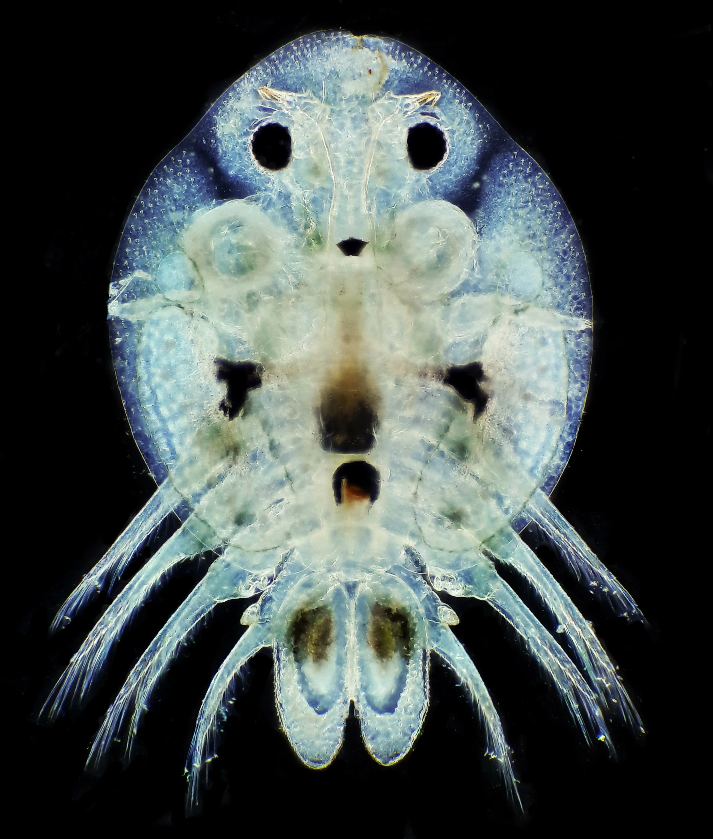 Une image microscopique d'un acarien ou d'une petite créature semblable, montrée en couleurs vives sur un fond noir.