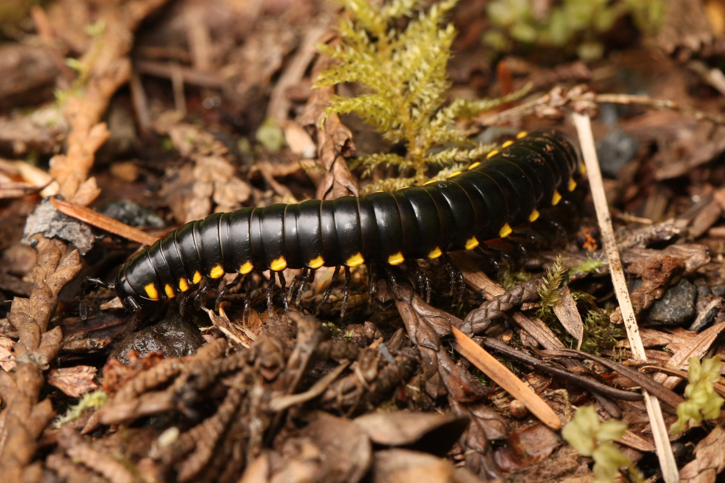 Un millipède noir avec des anneaux jaunes sur un sol recouvert de débris végétaux et de petites plantes.