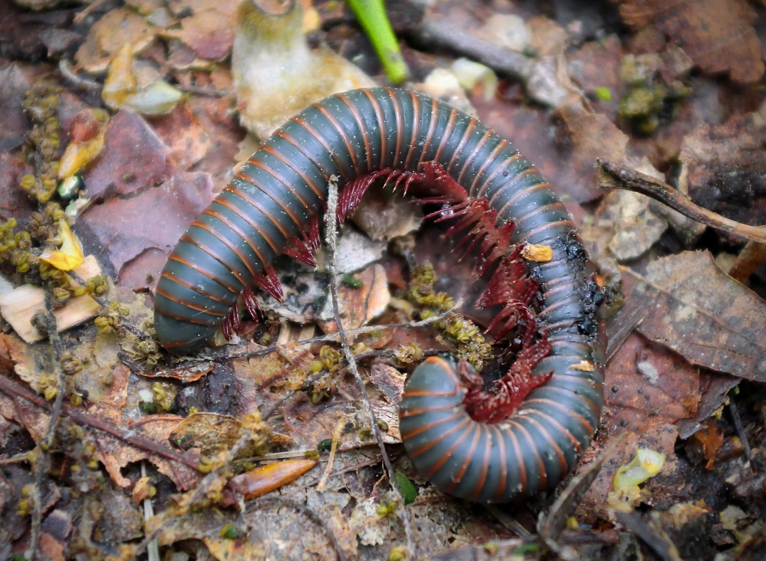 Un mille-pattes rouge et noir enroulé sur le sol recouvert de feuilles mortes.
