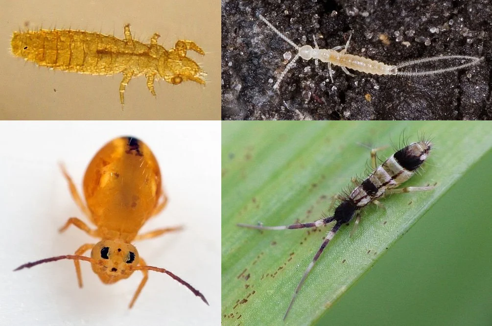 Quatre images d'insectes et de larves : un insecte jaune en haut à gauche, une larve blanche en haut à droite, un insecte orange en bas à gauche, un insecte noir et blanc avec de longues pattes en bas à droite.