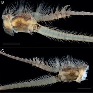 Micrographie de deux petits organismes marins ou crustacés avec des surfaces segmentées et des poils sensoriels.