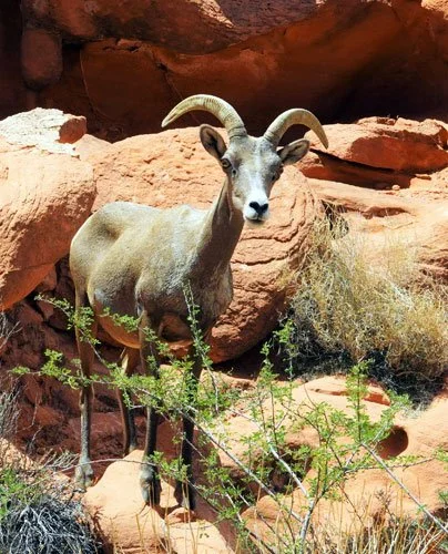 A goat on the rocks.