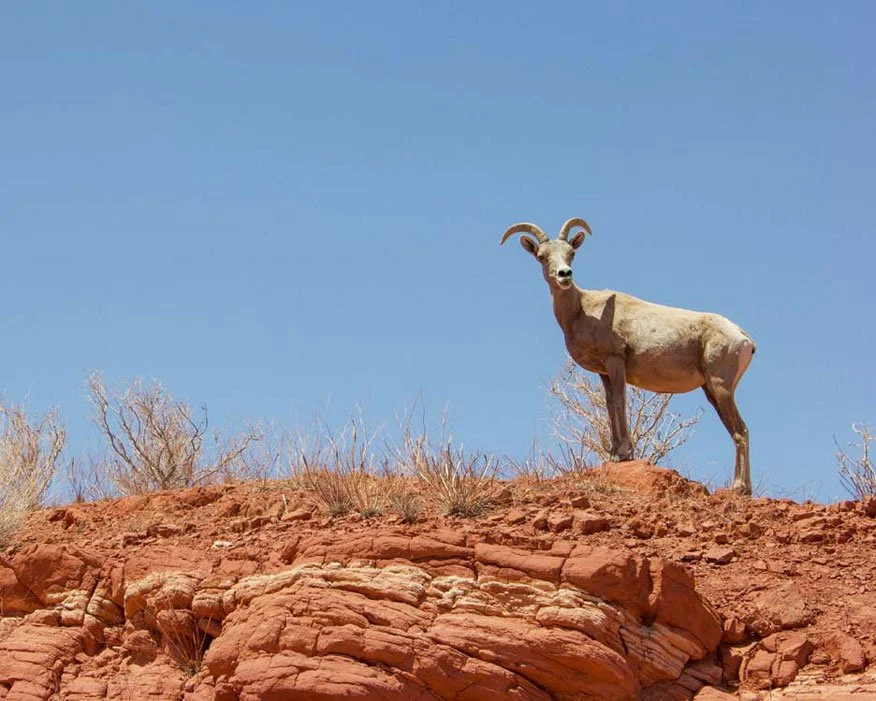 A goat standing on red clay terrain with a bright blue sky in the background.