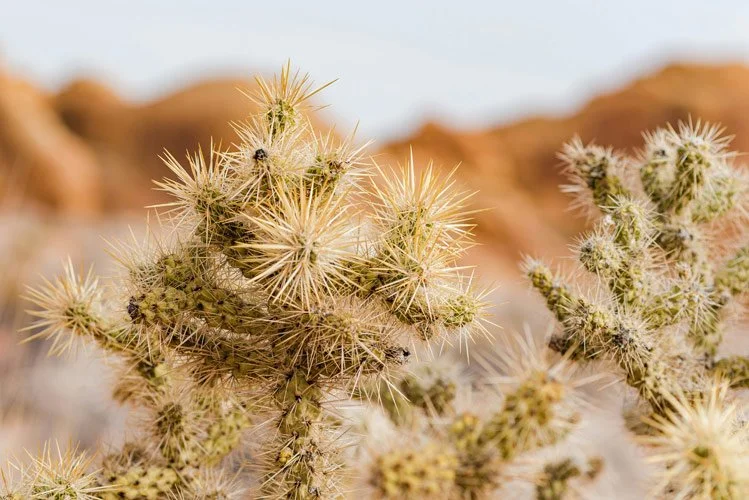 Cactus