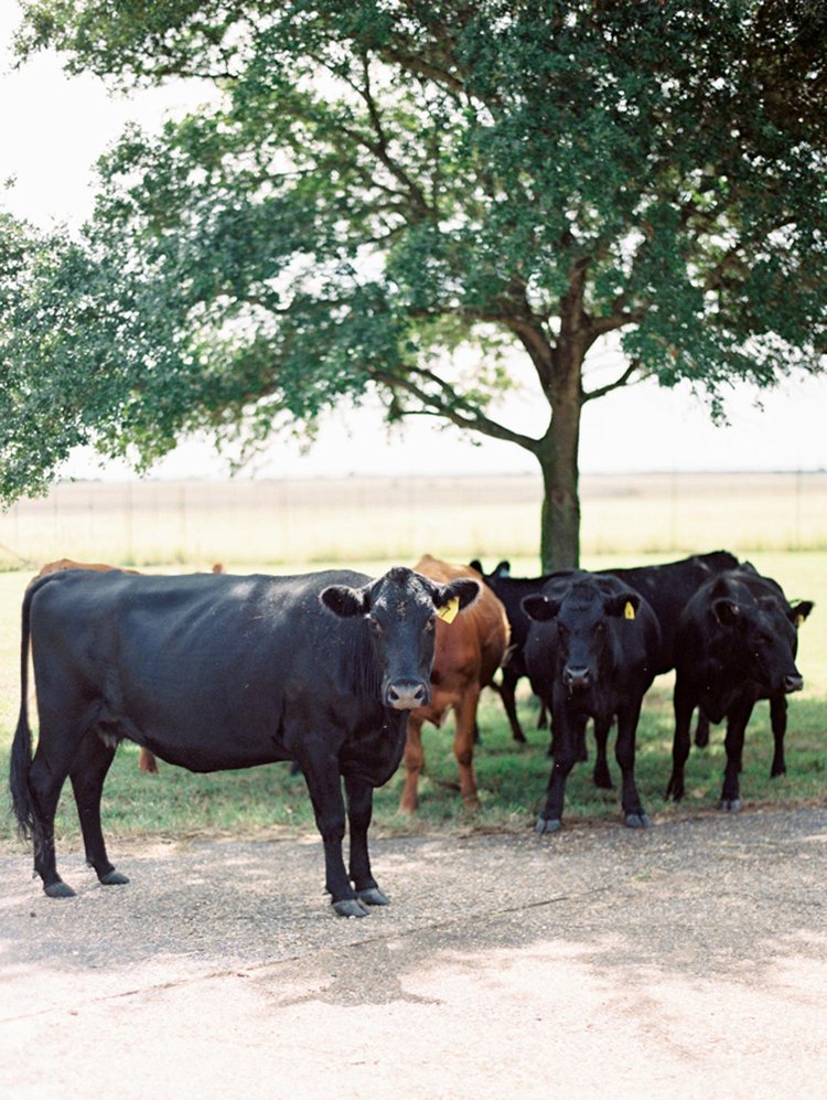 Ranch_Texas_Wedding_2.jpeg