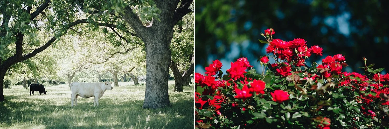 The Orchard Azle wedding venue landscape