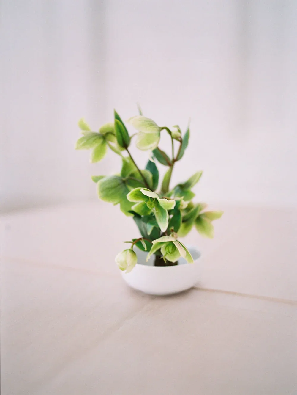 Organic Frog centerpiece
