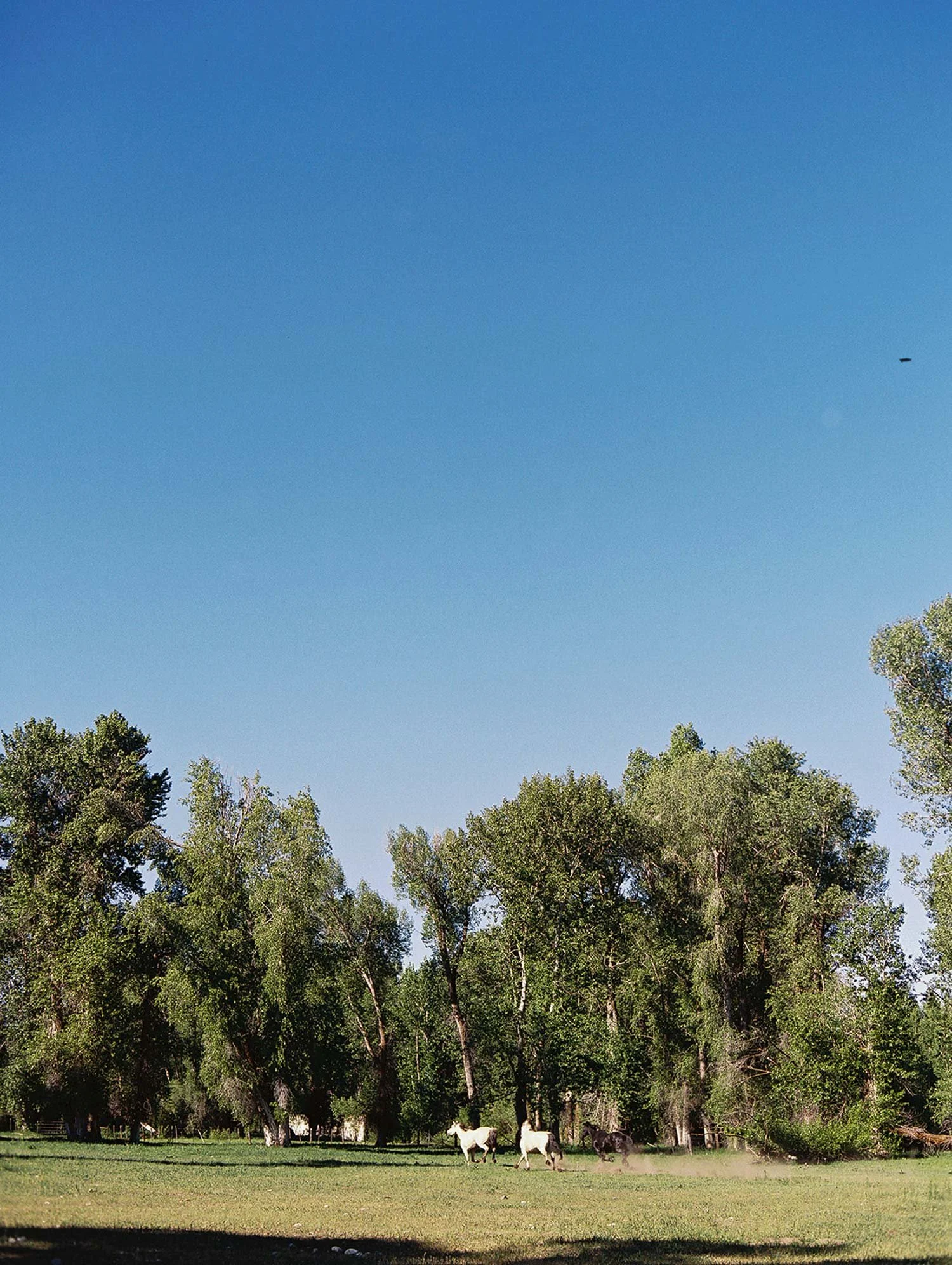 Horses at Wyoming Ranch running in field