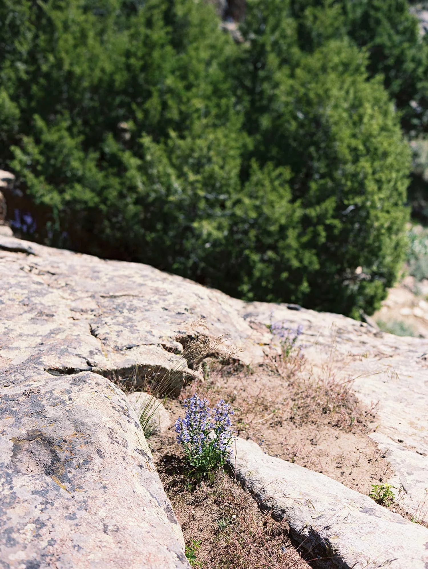 Wyoming Wildflower in rocks