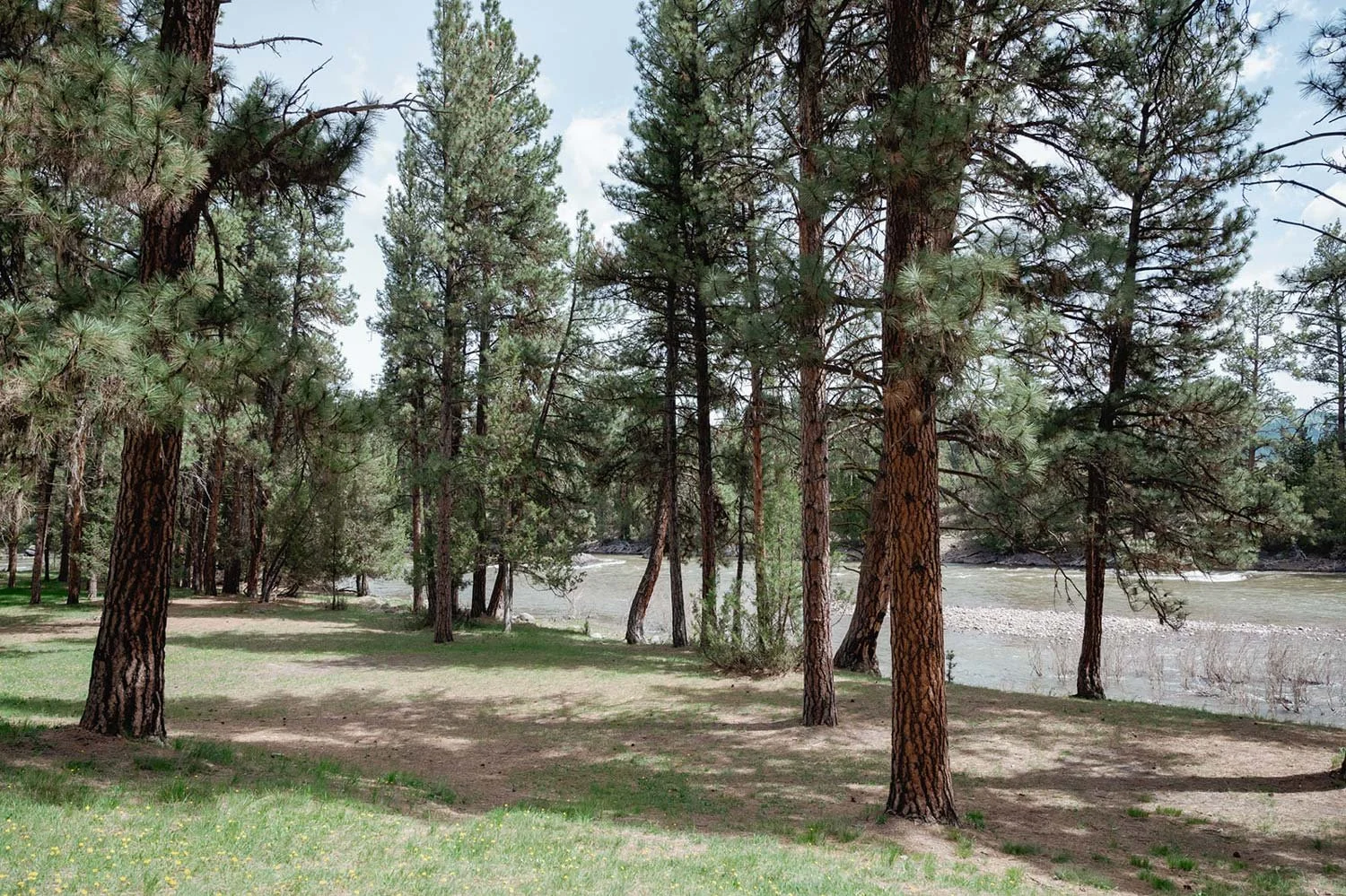 Paws Up Reception location at Picnic Site