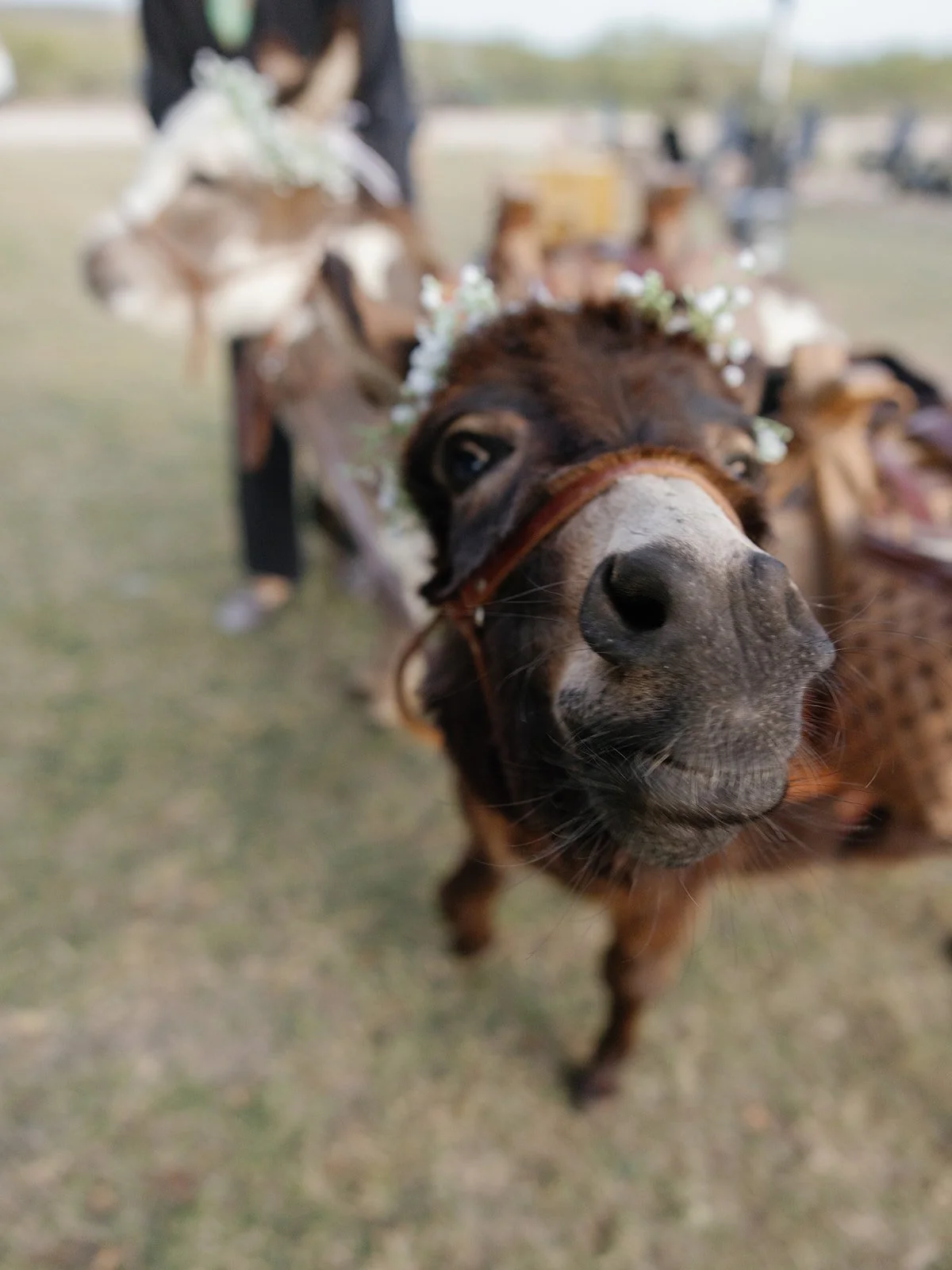 Close-up of a brown and black miniature horse with a flower crown, standing outdoors.