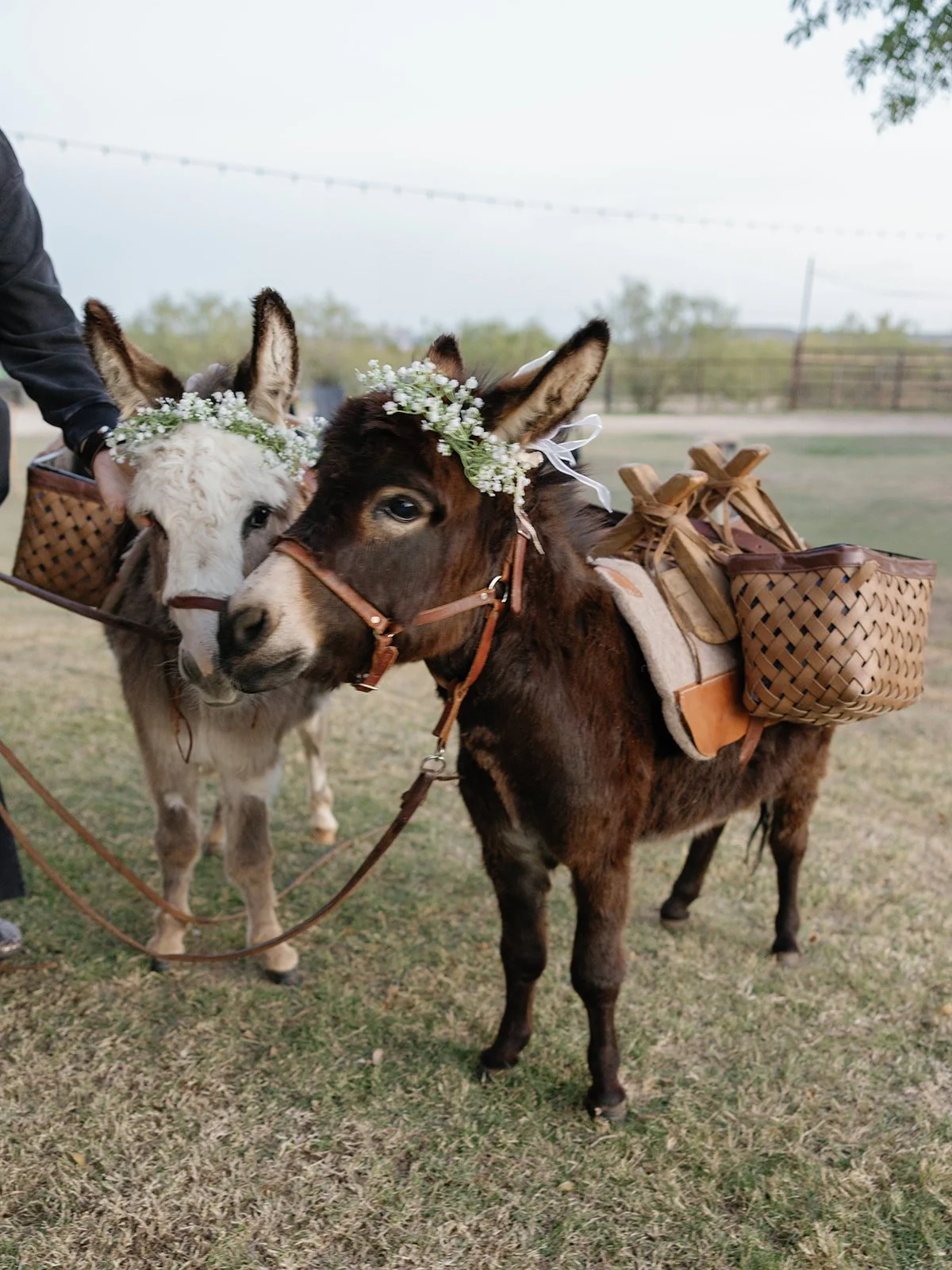 Two donkeys with floral headbands and saddles carrying baskets, standing on grass in an outdoor setting.