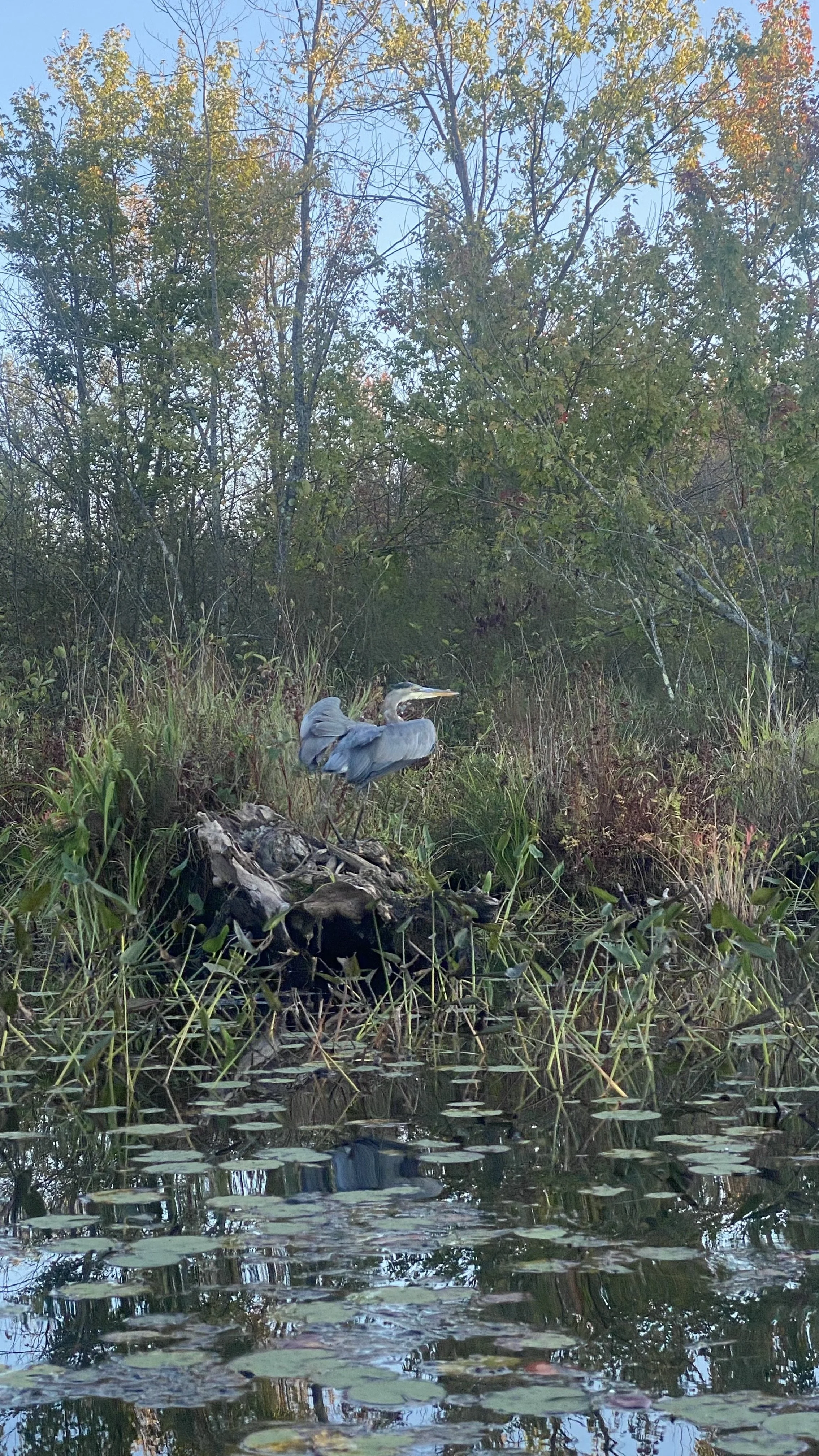 Blue Heron at Christie Lake.jpeg
