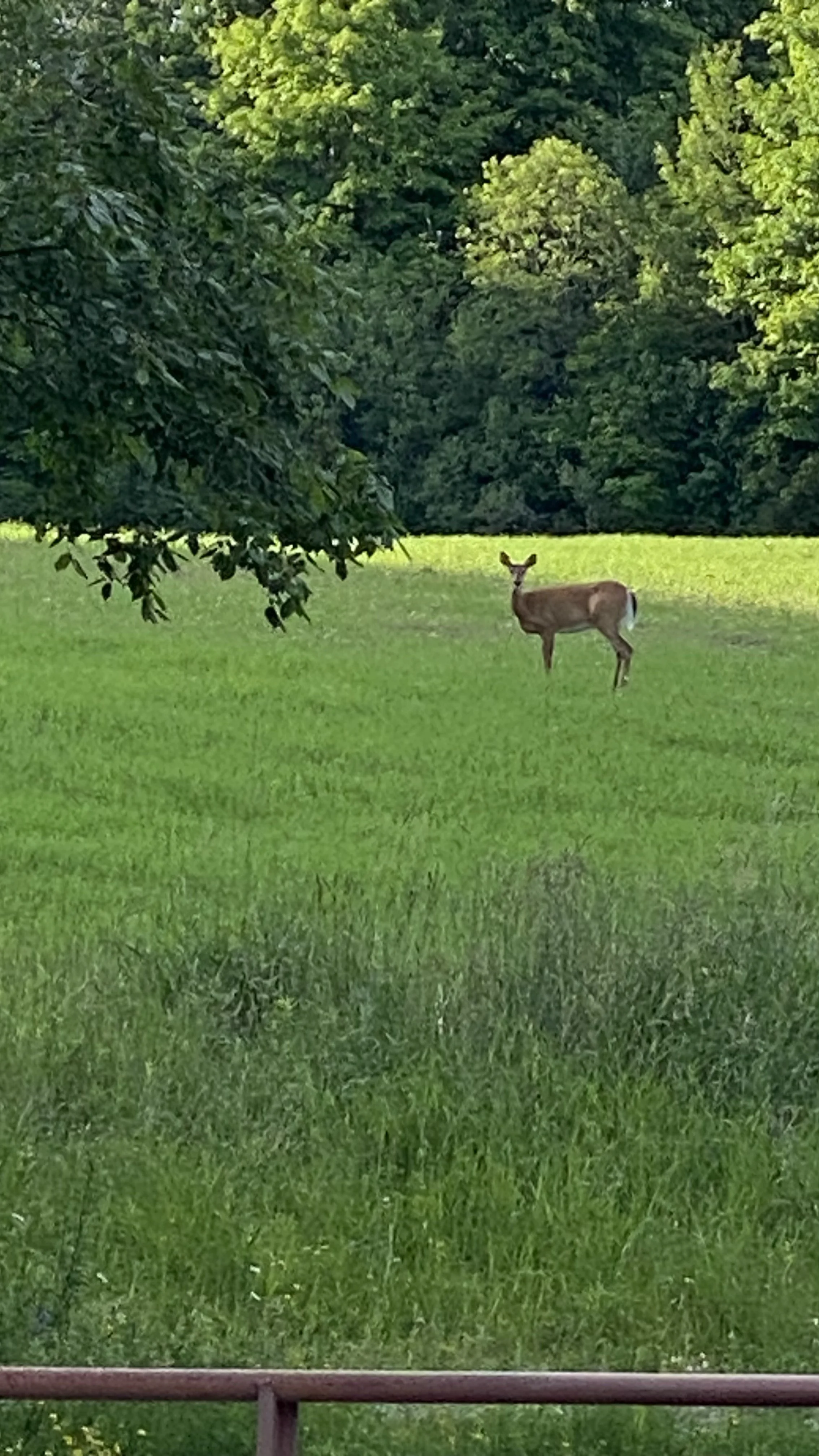 Deer at Christie Lake.jpeg