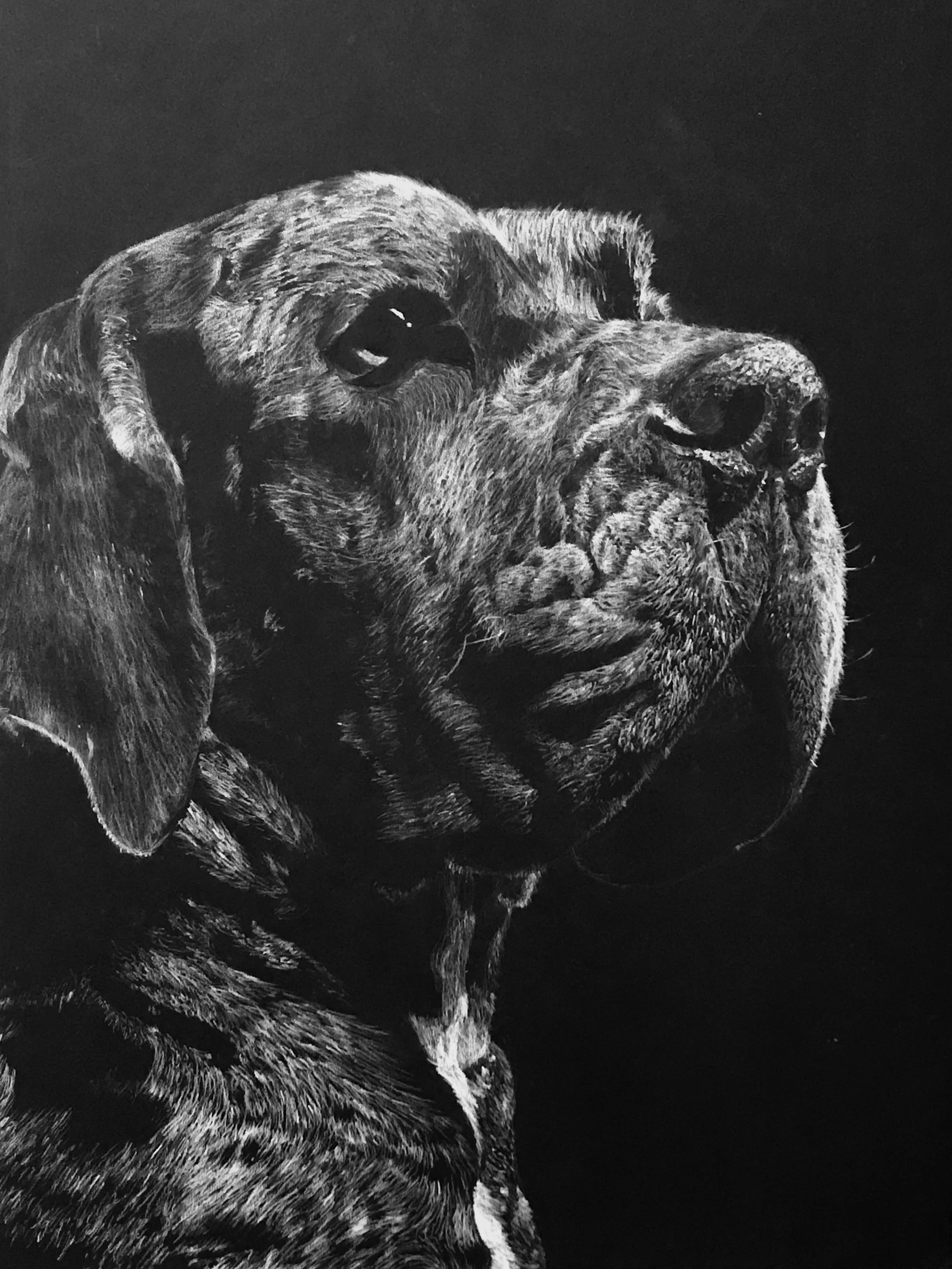 Close-up black and white portrait of a dog with a serious expression, showing detailed fur textures and facial features.