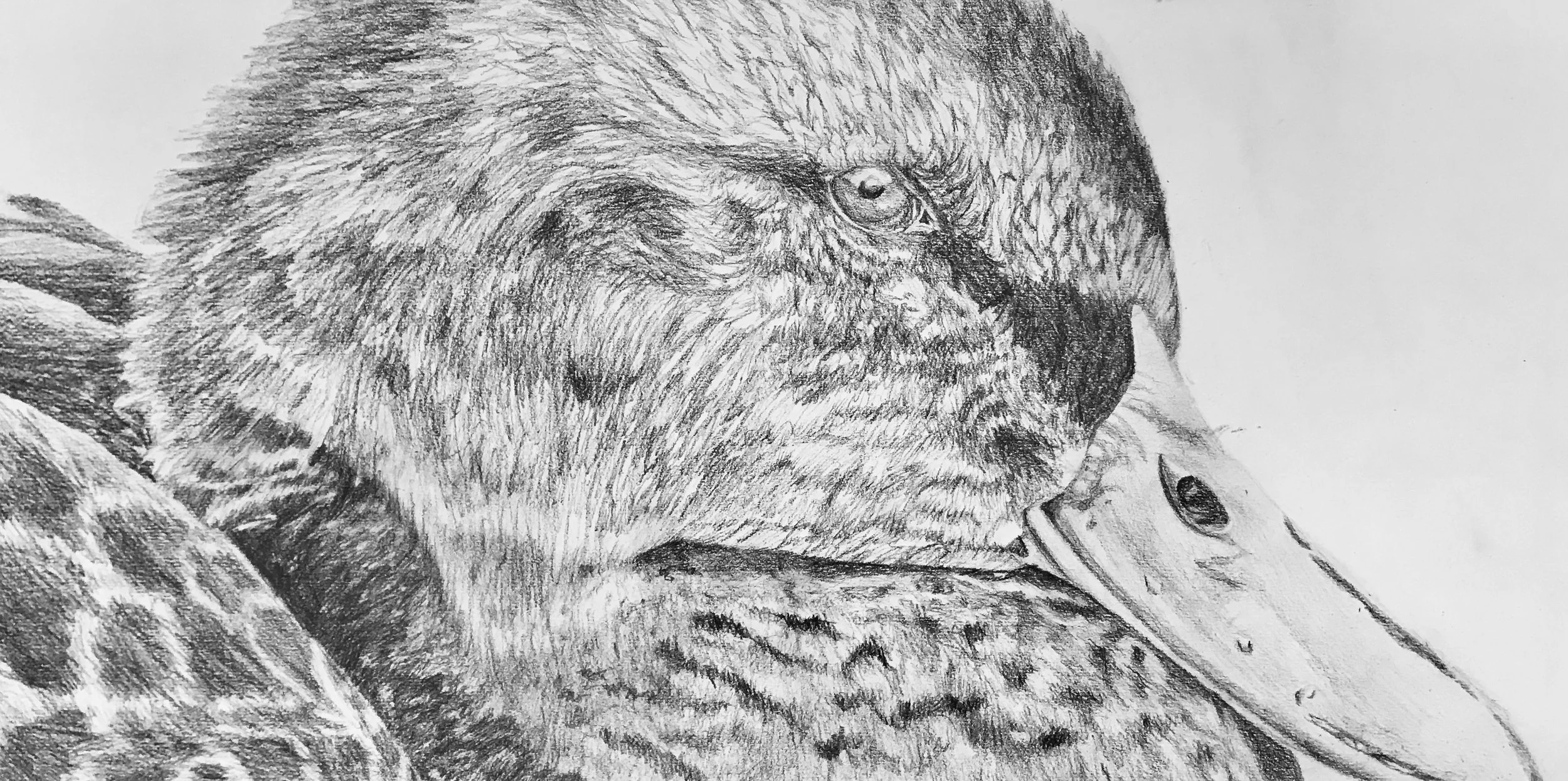 A detailed pencil sketch of a duck's head and part of its body, showing intricate shading and texture in the feathers and beak.