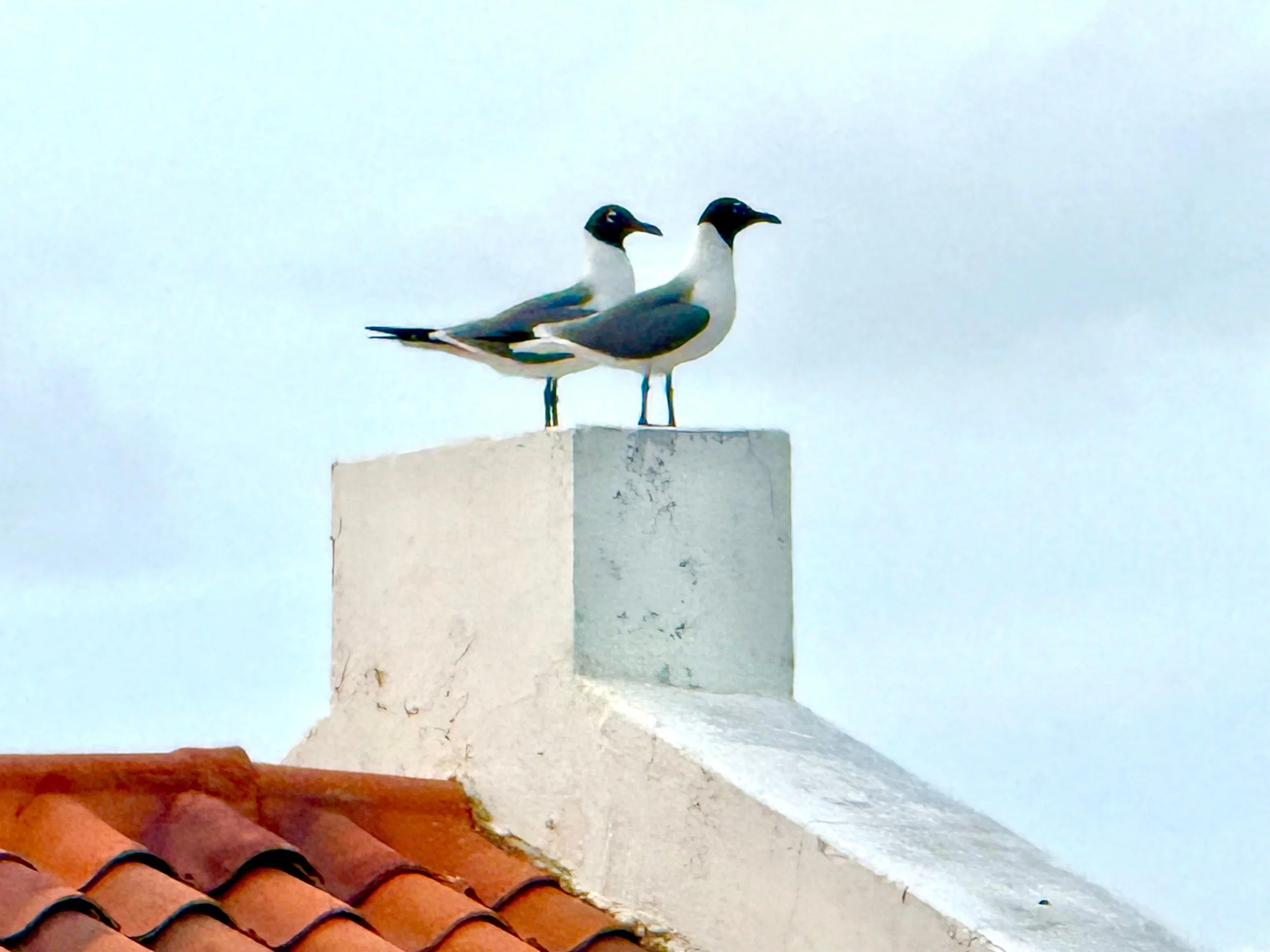 Seagull standing on a white rooftop corner at Kas Pitava