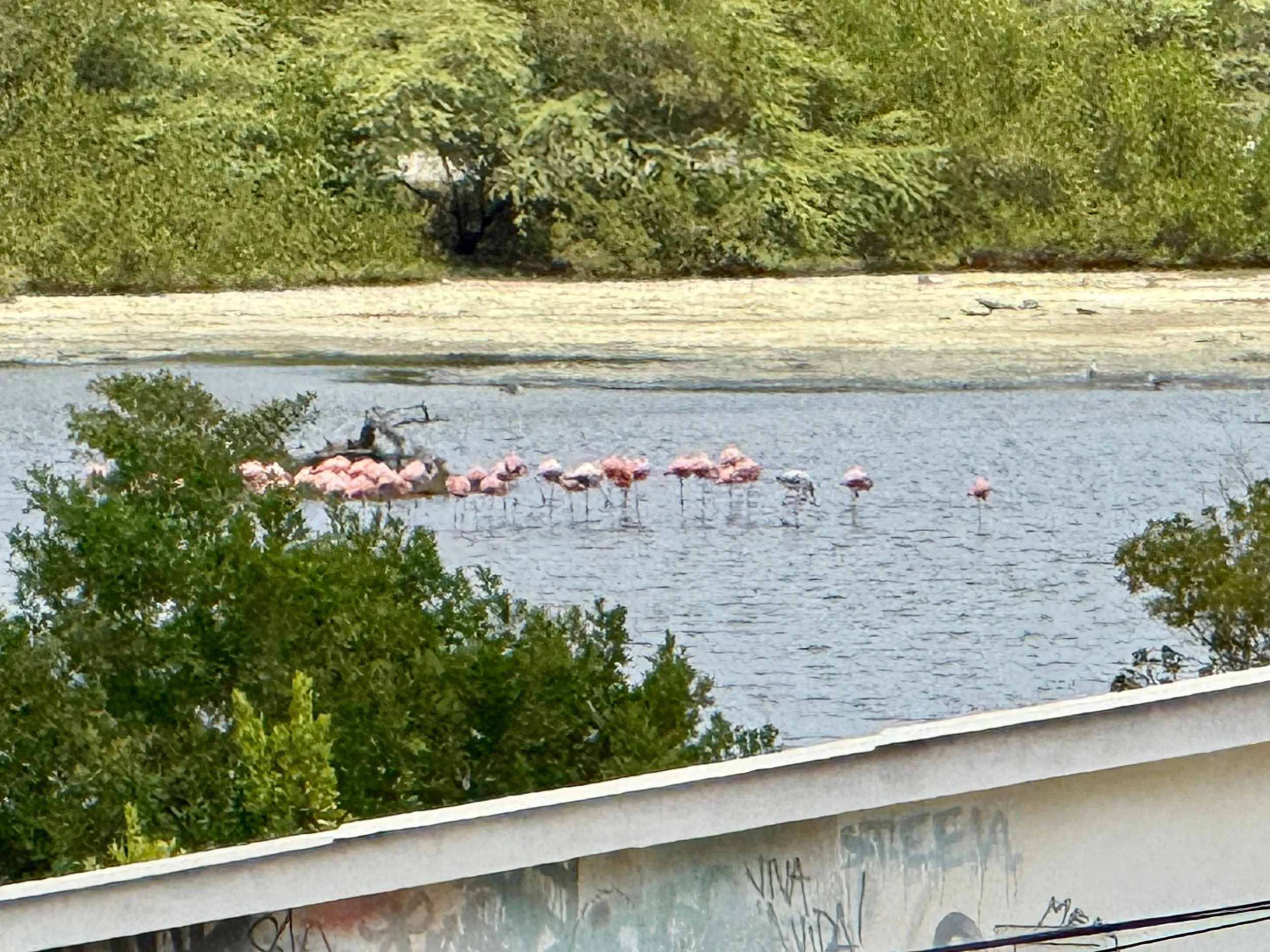 Mangroves and water channel seen from Kas Pitava rooftop