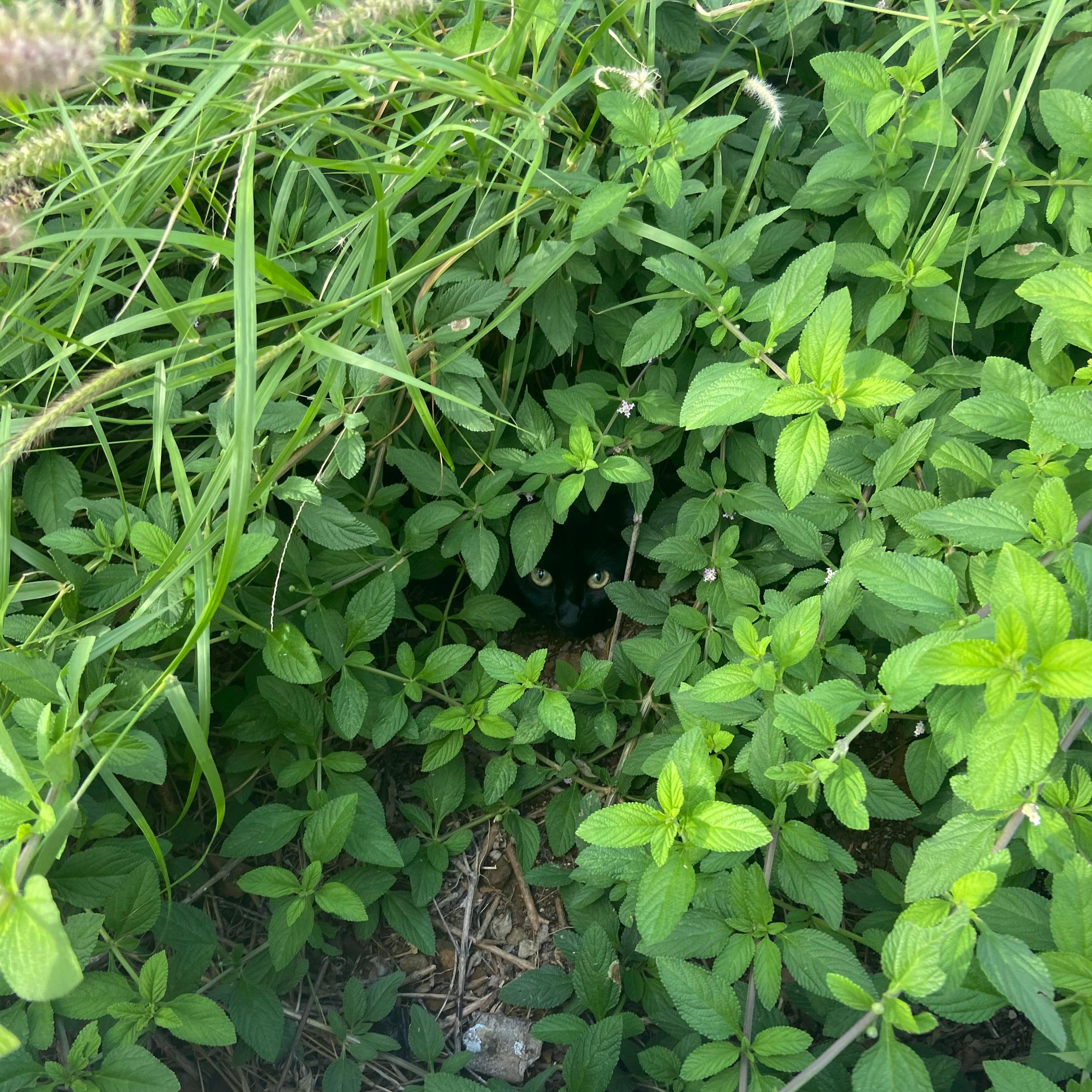 WhatsApp Image 2025-06-22 at 13.13.27_b2d4977b.png