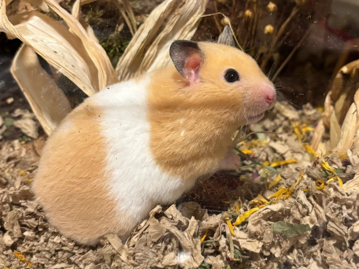 TRISTAR´s Toodeloo
Female born 01.03.25
Cream banded rex shorthair