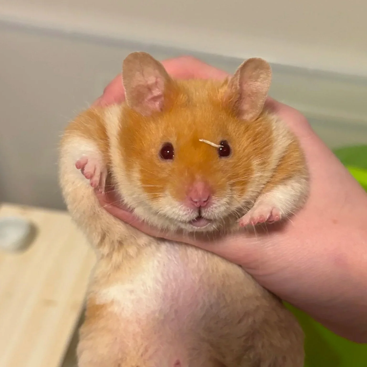 COZY COMET´s Dollop
Male 02.03.25
Cinnamon roan shorthair pp E_ Rx_ B_ Whwh LL