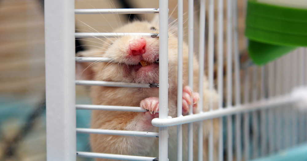 Hva er farlig og hvorfor? (bur og innredning)