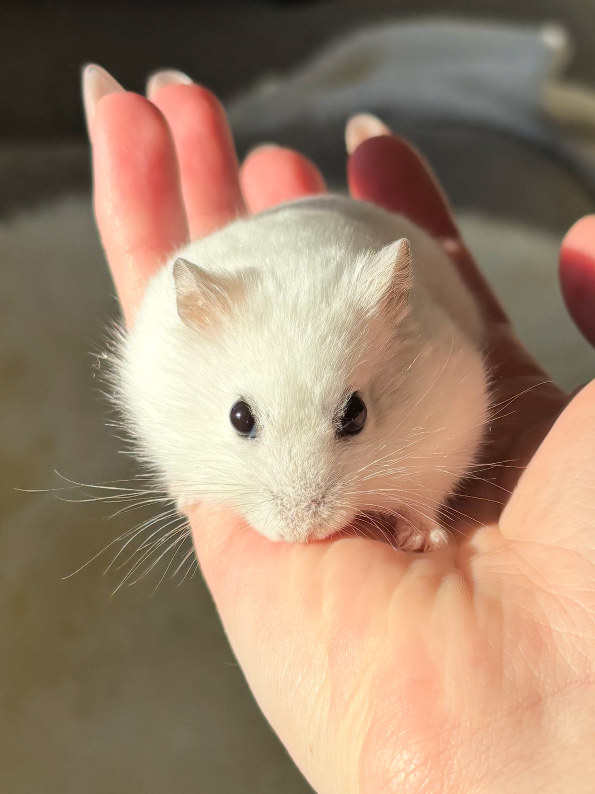 Lotus aka Hammie f: 01.03.23 - d: 15.01.26