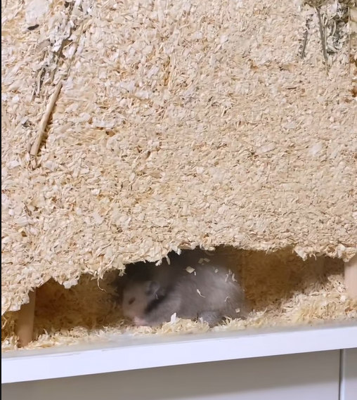 Alt om strø, bedding og redemateriale